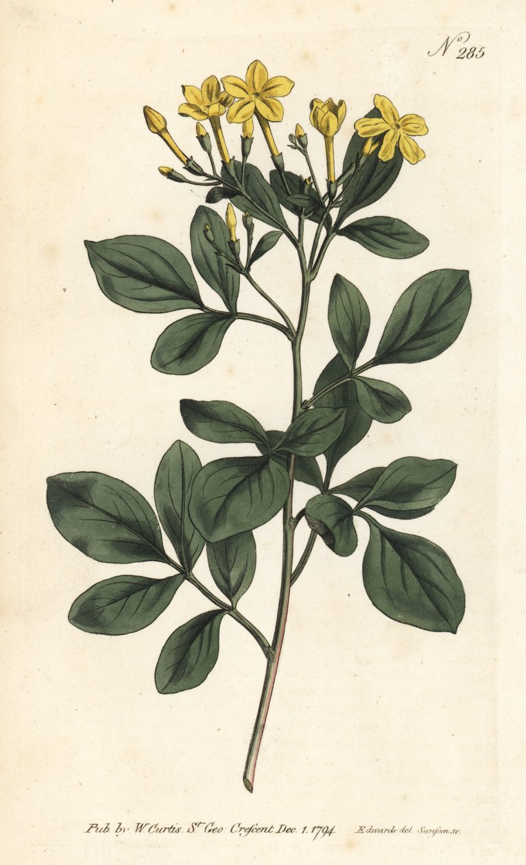 Illatos jázmin - Legédesebb jázmin, Jasminum odoratissimum. Sansom kézzel színezett rézmetszet Sydenham Edwards illusztrációja nyomán William Curtis Botanical Magazine Londonból alkotó: Sydenham Teast Edwards