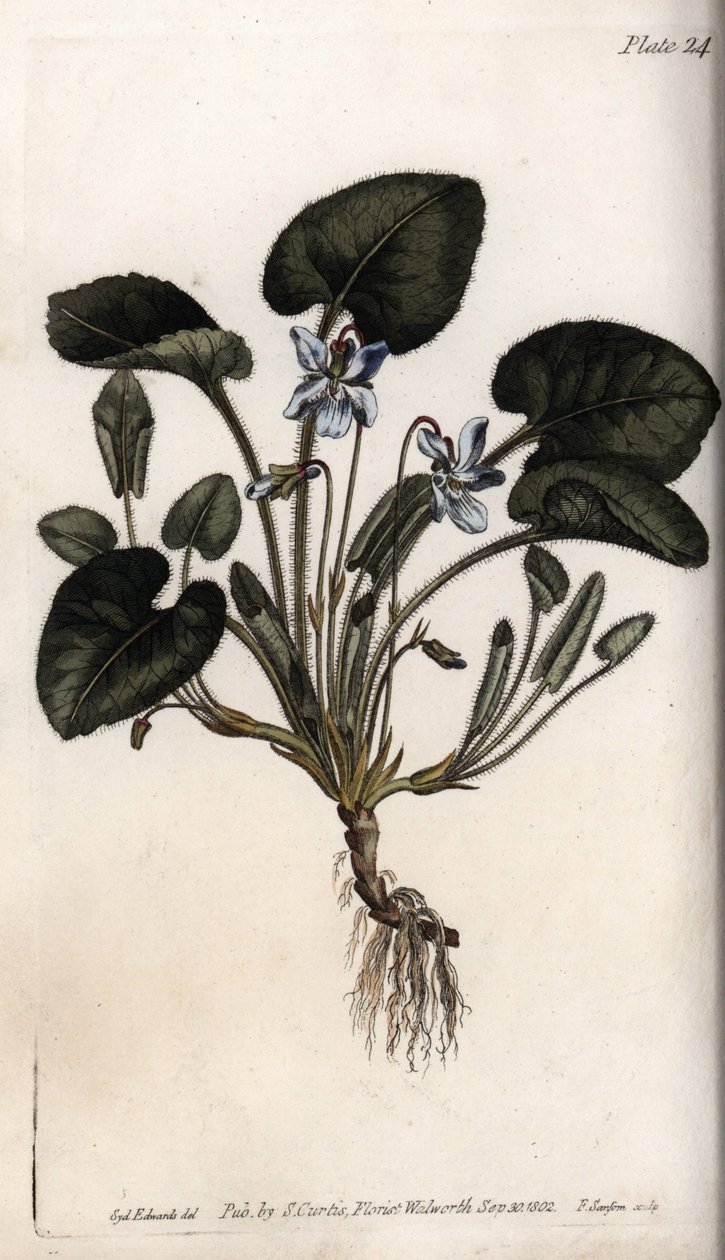 Illatos ibolya. Színes rézmetszet, Sydenham Edwards (1768-1819) illusztrációja a Lambethi Botanikus Kert (Anglia) botanikai konferenciájához alkotó: Sydenham Teast Edwards