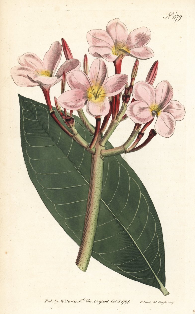 Frangipani - Frangipani vagy vörös plumeria, Plumeria rubra. Sansom kézzel színezett rézmetszet Sydenham Edwards illusztrációja nyomán William Curtis Botanical Magazine Londonból alkotó: Sydenham Teast Edwards