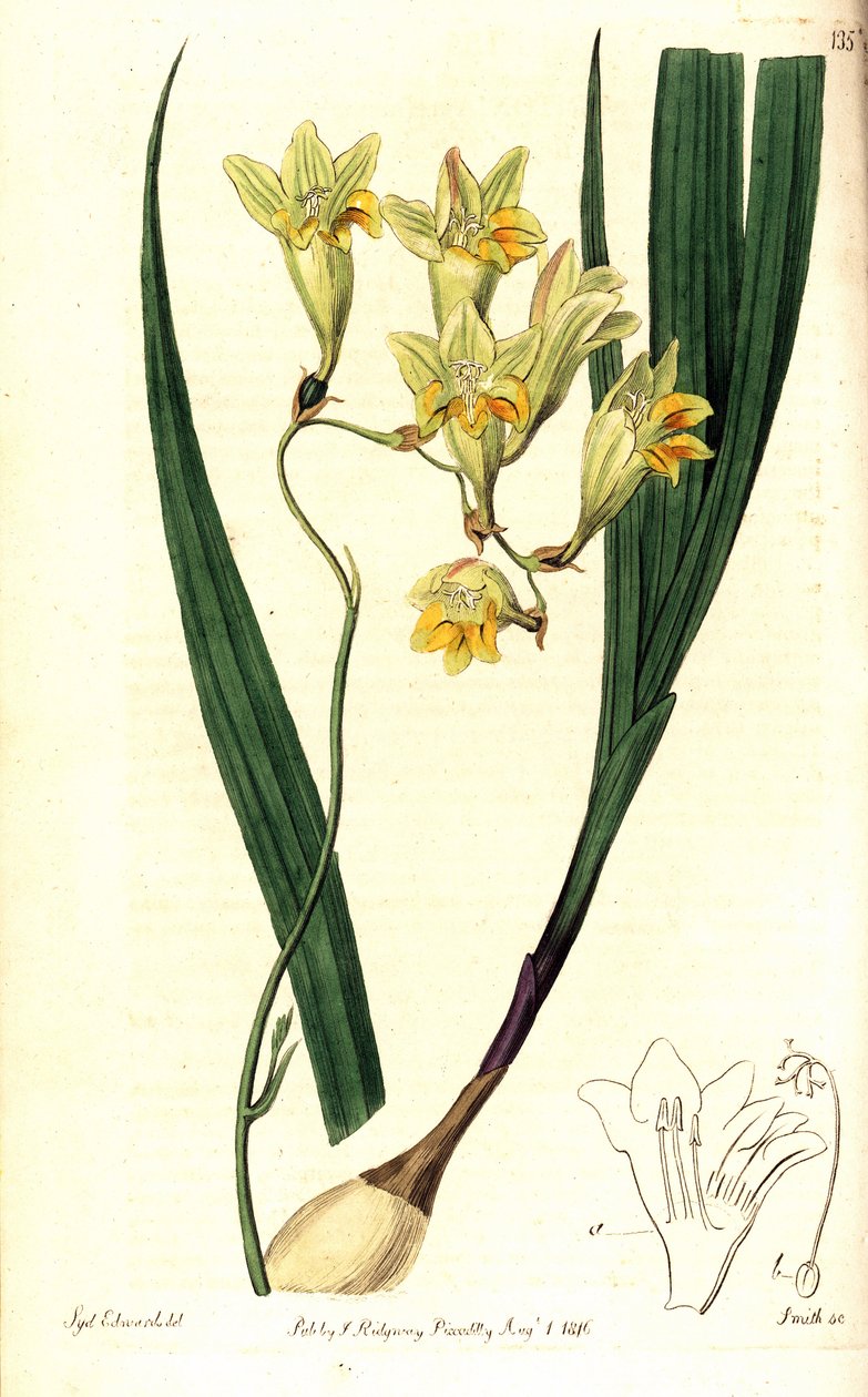 Freesia refracta (Reflex tritonia, Tritonia refracta). Smith kézzel színezett rézmetszet Sydenham Edwards botanikai illusztrációja után a The Botanical Register-ből, Ridgway, London alkotó: Sydenham Teast Edwards