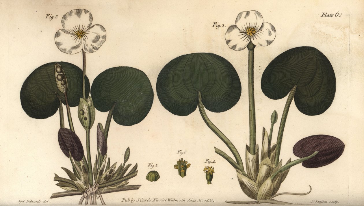 Frogbit, Hydrocharis morsus-ranae, Dioecia, nőivarú növény 1,4, hím növény 2,3. F. Sansom kézi színű rézmetszete Sydenham Edwards botanikai illusztrációjáról William Curtis Botanikai előadásaihoz, a Lamb-i Botanikus Kertben alkotó: Sydenham Teast Edwards