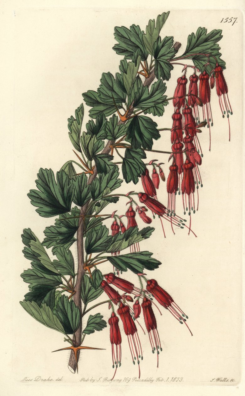 Fuksziavirág vagy kaliforniai fukszia - Fuksziavirágú egres vagy tüskés egres, Ribes speciosum. S. Watts kézi színű rézmetszet Miss Sarah Drake illusztrációja nyomán a Sydenham Edwards Botanical Register-ből, Ridgeway, London alkotó: Sydenham Teast Edwards