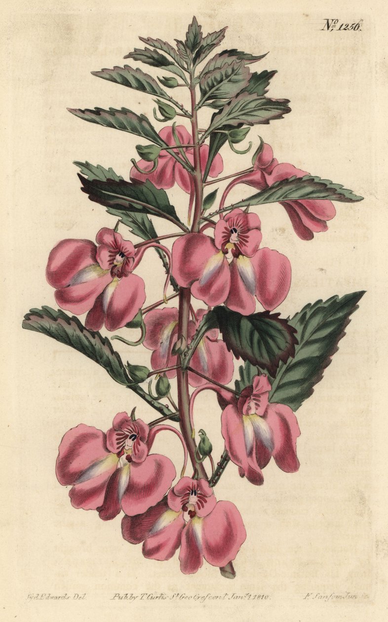 Kerti balzsam - Kerti balzsam, Impatiens balsamina (mirigylevelű balzsam, Impatiens coccinea). F. Sansom Jr. kézi színű rézmetszete Sydenham Edwards illusztrációja után a William Curtis Botanical Magazine-ból, T. Curtis, London alkotó: Sydenham Teast Edwards
