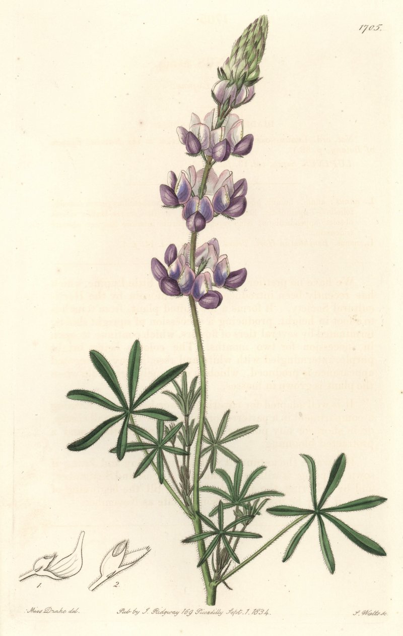 Garden Lupin, eredetileg Kaliforniából – S. Watts Erős Víz Sarah Anne Drake (1803-1857) illusztrációjából, a Botanikai Nyilvántartásból alkotó: Sydenham Teast Edwards