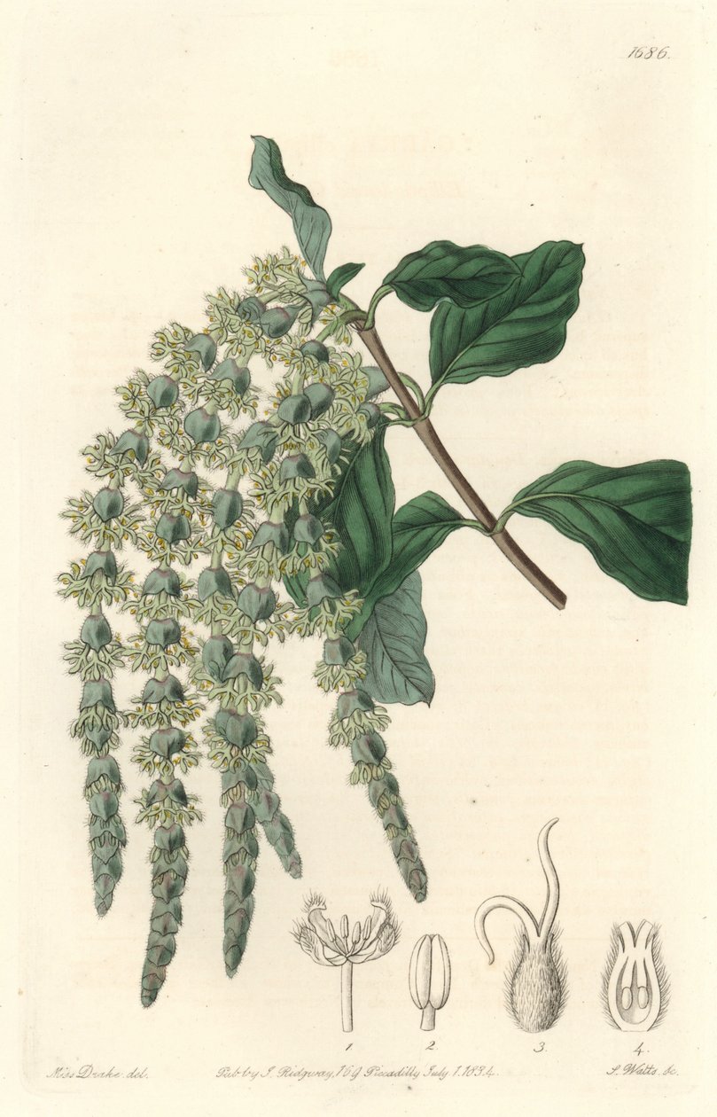 Garrya elliptikus levelekkel vagy selymes makkokkal vagy medvebokor – Erős víz, S. Watts Sarah Anne Drake (1803-1857) illusztrációjából, a botanikai nyilvántartásból alkotó: Sydenham Teast Edwards