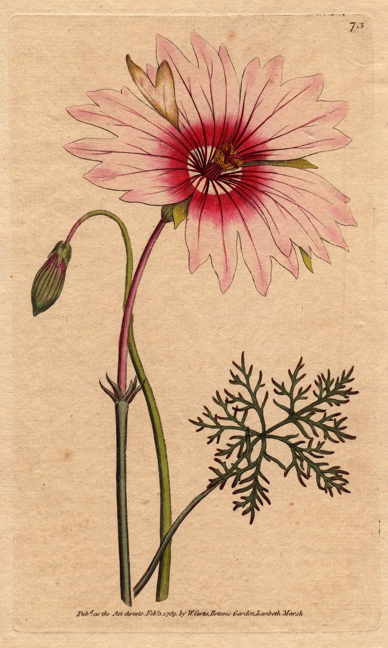 A muskátli monsonia nagy világos rózsaszín és sötét rózsaszín virággal rendelkezik. Nagy virágú monsonia halvány rózsaszín és mély rózsaszín virágokkal. Monsonia speciosa. Kézi színű rézmetszet Sydenham Edwards botanikai illusztrációjából William Curtis „” alkotó: Sydenham Teast Edwards