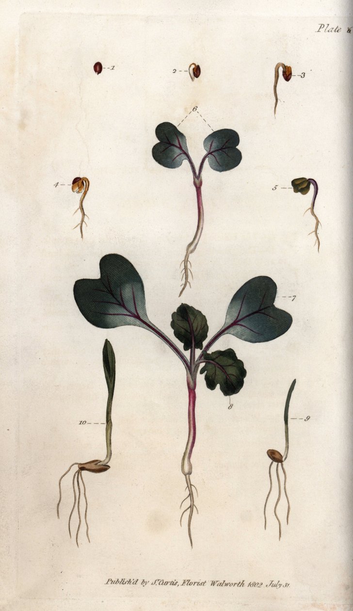 Retek magvak, közönséges búza és közönséges árpa csírázása. Színes rézmetszet, Sydenham Edwards (1768-1819) illusztrációja a Lambethi Botanikus Kert (Anglia) botanikai konferenciájához alkotó: Sydenham Teast Edwards