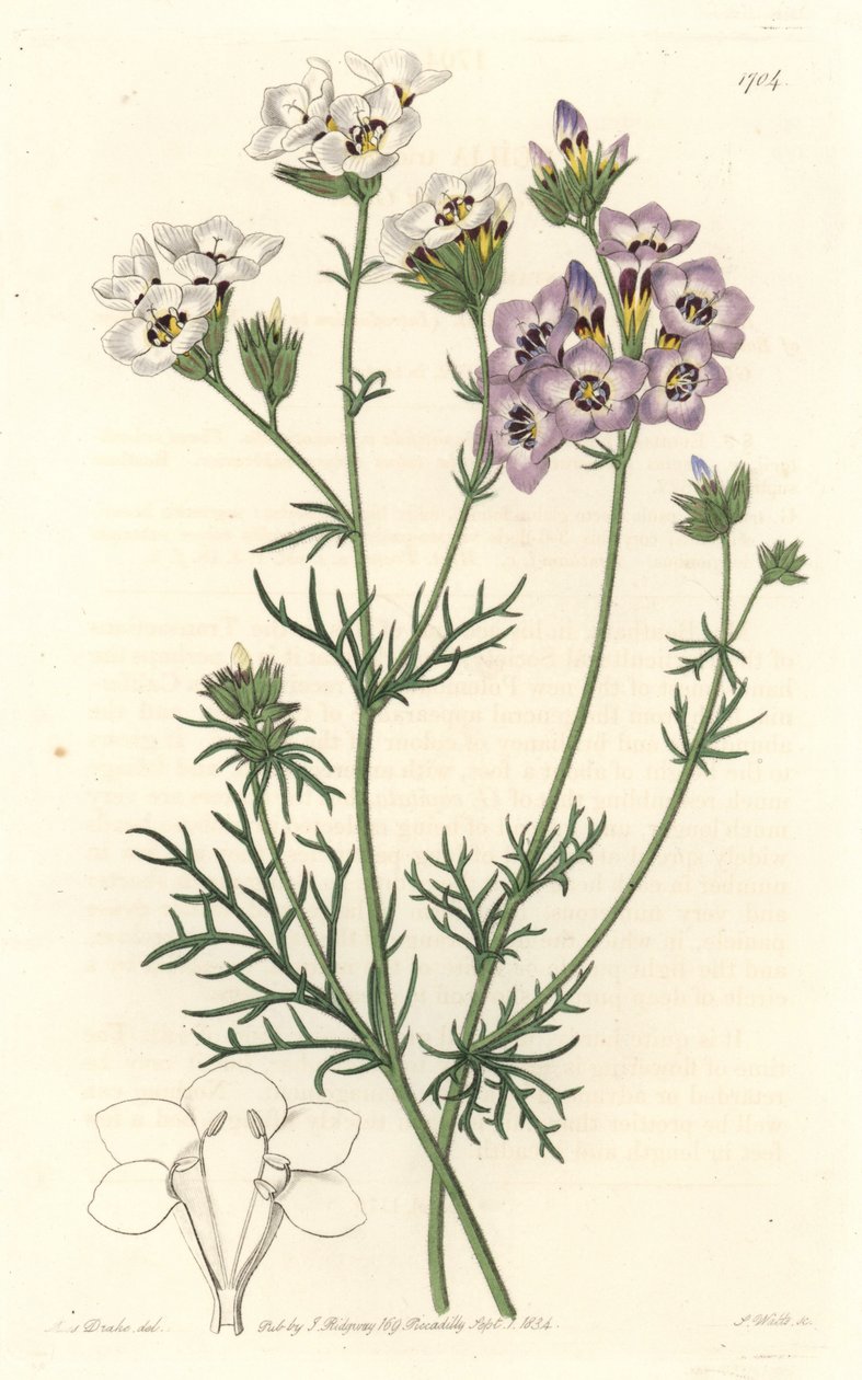 Gilia tricolor, fehér és lila fajták, Kaliforniában őshonos – S. Watts erős víz Sarah Anne Drake (1803-1857) illusztrációjából, a Botanical Registerből alkotó: Sydenham Teast Edwards
