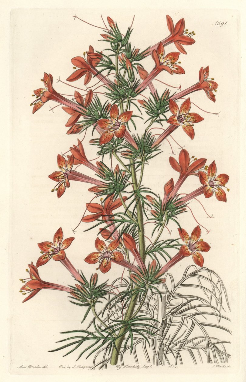 Gilie a coronope leaf vagy Ipomopside elegante – S. Watts Water forte Sarah Anne Drake (1803-1857) illusztrációjából, a Botanical Registerből alkotó: Sydenham Teast Edwards