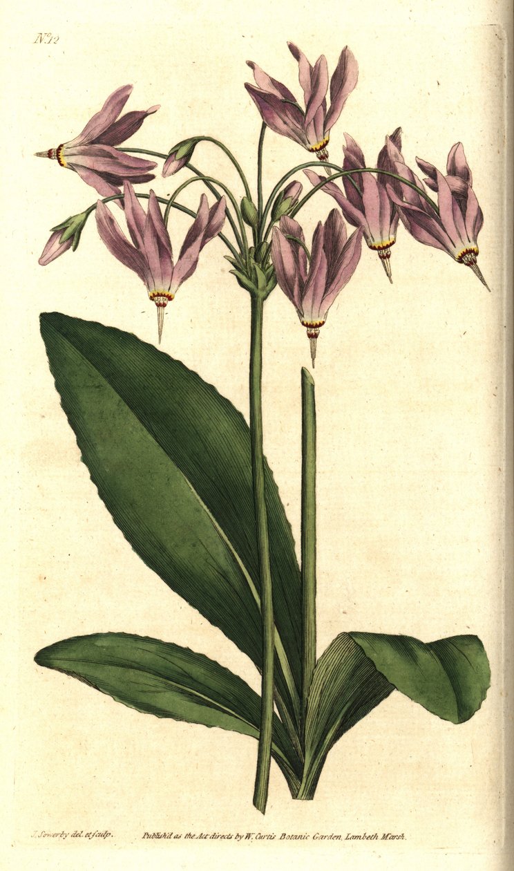 Giroselle of Virginia - Amerikai tehénteher vagy Mead dodekateonja, Dodecatheon meadia. Kézzel színezett rézmetszet James Sowerby botanikai illusztrációja nyomán William Curtis The Botanical Magazine-jából, Lambeth Marsh, London alkotó: Sydenham Teast Edwards
