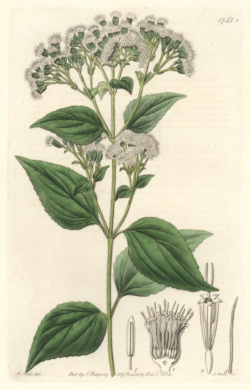 Mirigyeupatórium, Mexikóban őshonos – S. Watts erős víz M. Mart illusztrációjából, a Botanical Registerből alkotó: Sydenham Teast Edwards