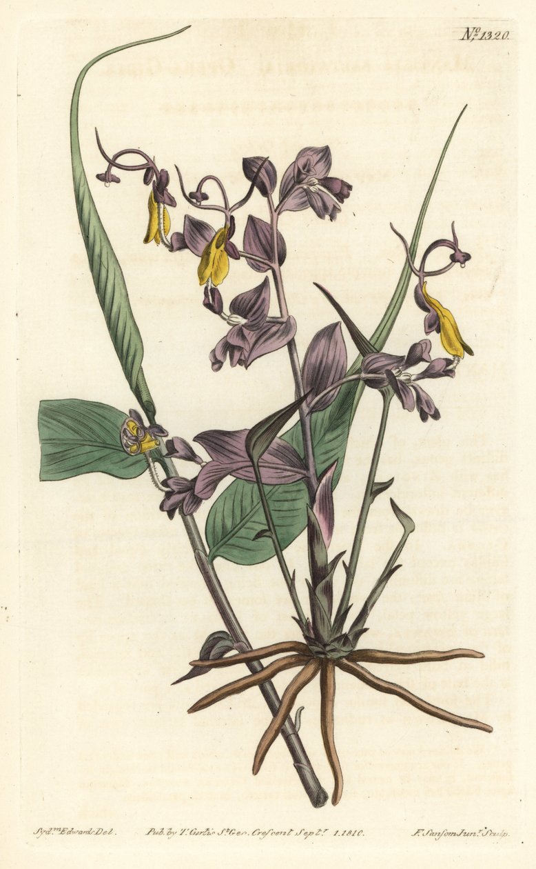 Globba radicalis (Operalányok, Mantisia saltatoria). F. Sansom Jr. kézi színű rézmetszete Sydenham Edwards illusztrációja után a William Curtis Botanical Magazine-ból, T. Curtis, London alkotó: Sydenham Teast Edwards