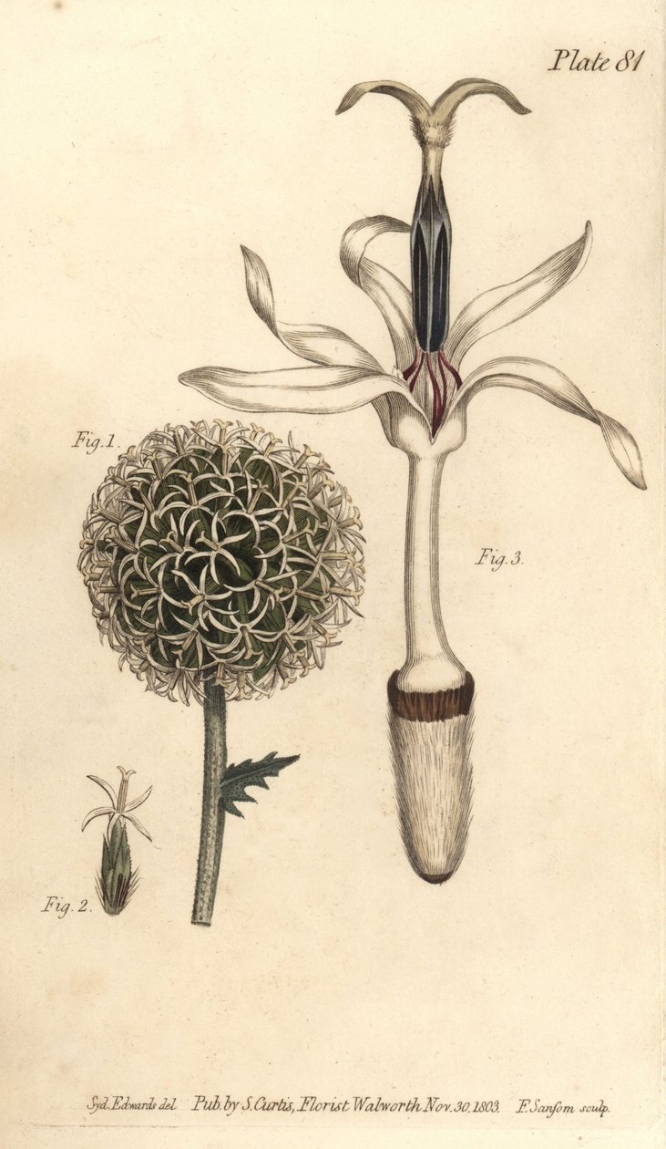 Földbogáncs, Echinops sphaerocephalus, Polygamia segregata, 1. virág és egyvirágú 2,3. F. Sansom kézi színű rézmetszete Sydenham Edwards botanikai illusztrációjáról William Curtis Botanikai előadásaihoz, a Botanban. alkotó: Sydenham Teast Edwards