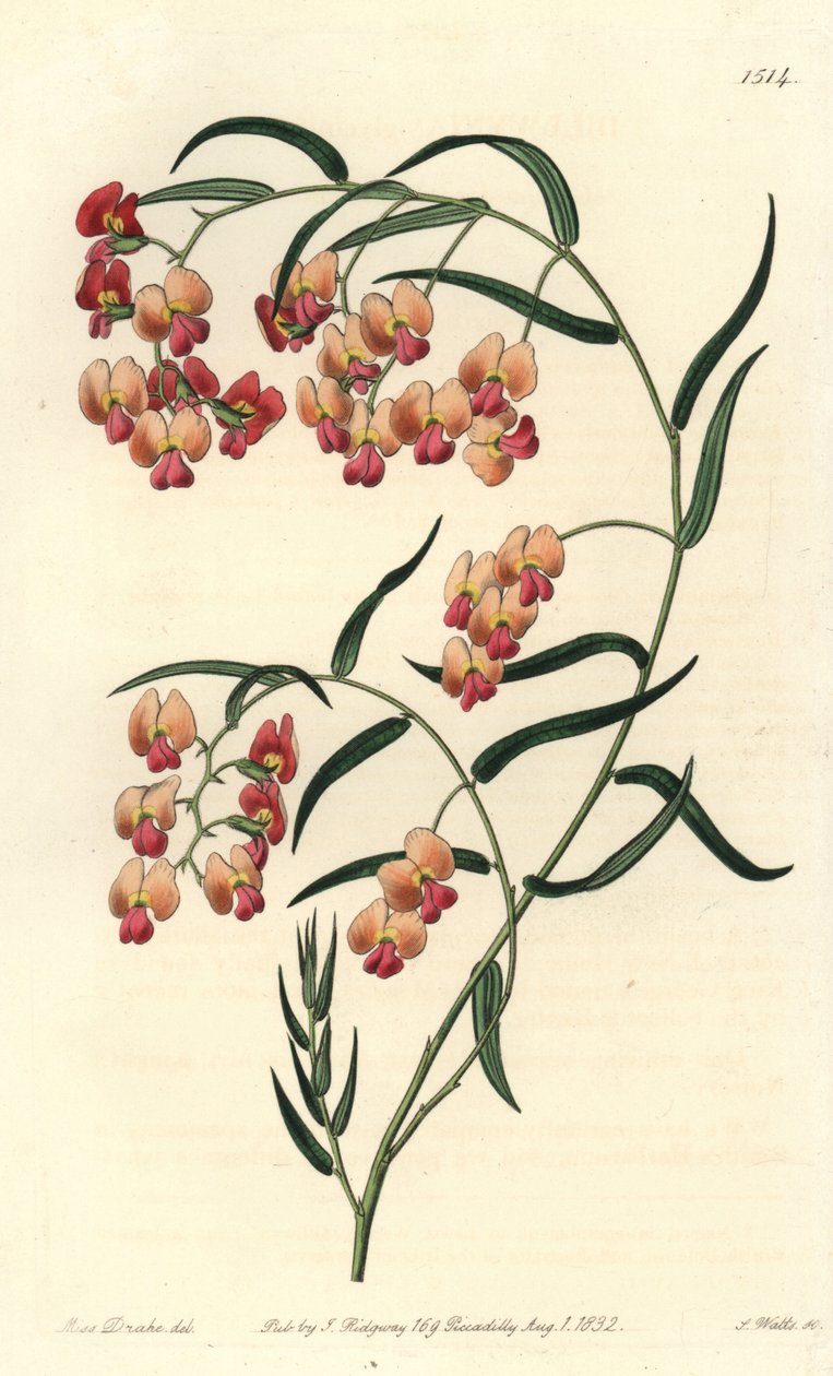 Glicinlevelű dillwynia, Dillwynia glycinifolia. S. Watts kézi színű rézmetszet Miss Sarah Drake illusztrációja nyomán a Sydenham Edwards Botanical Register-ből, Ridgeway, London alkotó: Sydenham Teast Edwards