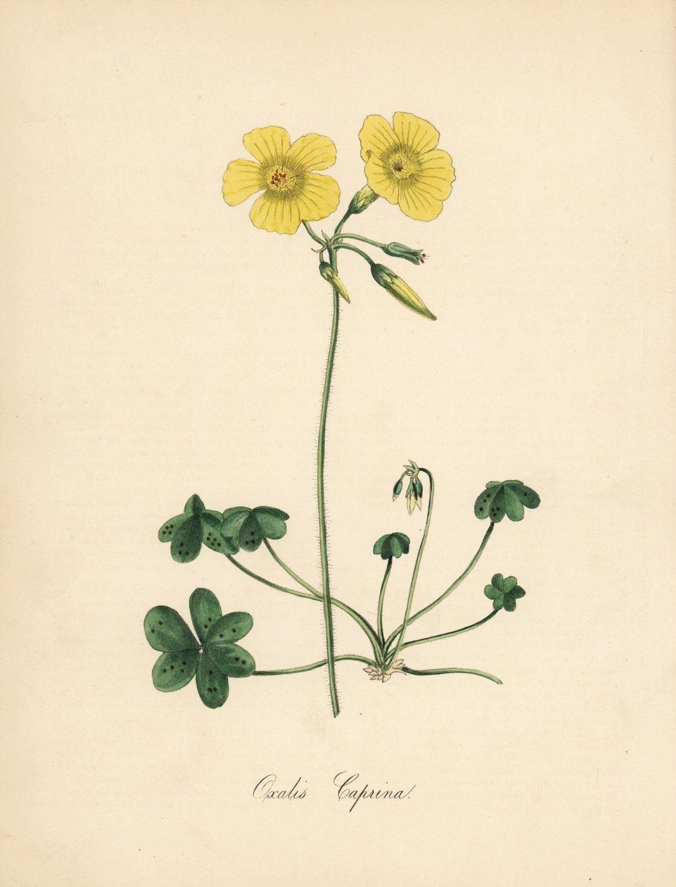 Kecskeláb erdei sóska, Oxalis caprina. Sydenham Edwards William Curtis „” Botanical Magazine”-beli illusztrációjából készült.” C. Chabot kézzel színezett cinkográfoja, amelyet Miss M. A. Burnett rajzolt a „” Plantae Utiliores: or Illustrations of Useful Pl alkotó: Sydenham Teast Edwards