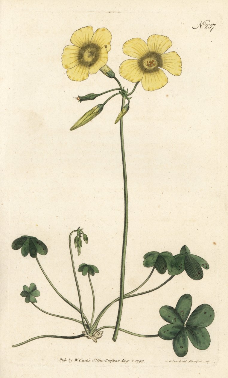 Kecskeláb - Kecskeláb erdei sóska, Oxalis caprina. Sansom kézzel színezett rézmetszet Sydenham Edwards illusztrációja nyomán William Curtis Botanical Magazine-ból, London alkotó: Sydenham Teast Edwards