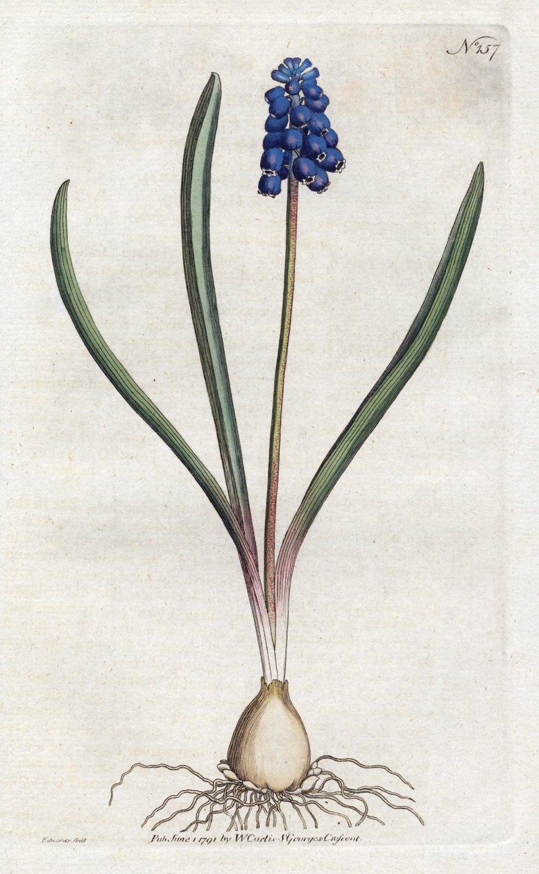 Sydenham Edwards (1768-1819) szőlő jácint litográfiája, William Curtis (1746-1799) tányérja a Botanical Magazine-ból alkotó: Sydenham Teast Edwards