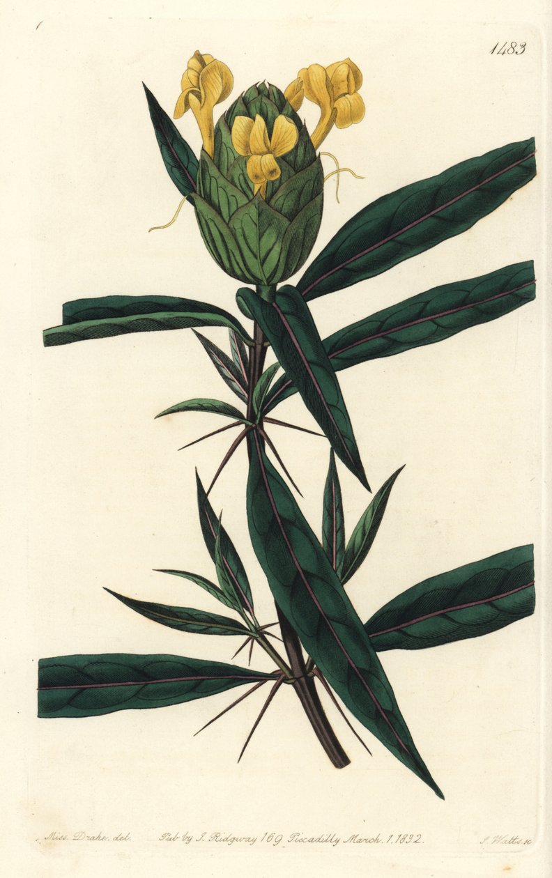 Grassgrass tac tac - Komlóvirágú barleria, Barleria lupulina. S. Watts kézi színű rézmetszet Sarah Drake illusztrációja után a Sydenham Edwards Botanical Register-ből, Ridgeway, London alkotó: Sydenham Teast Edwards