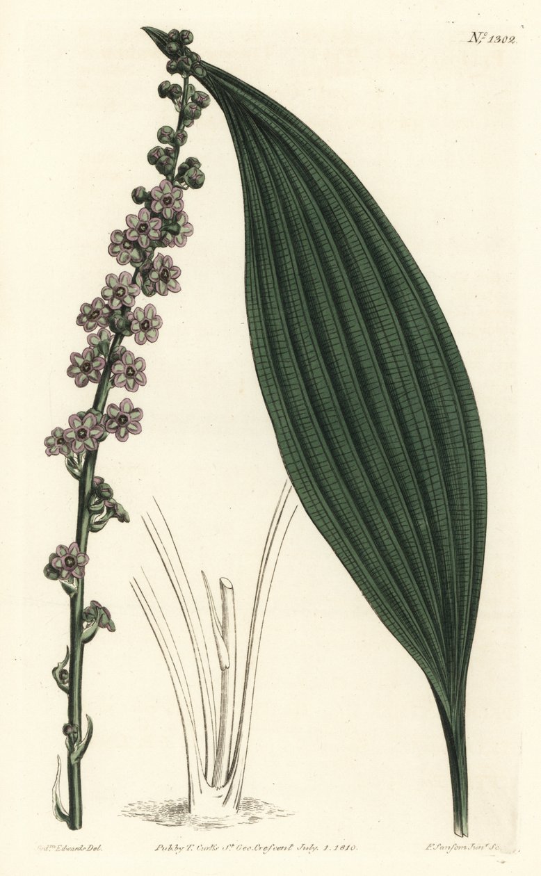 Zöld virágú teta, Peliosanthes teta. F. Sansom Jr. kézi színű rézmetszete Sydenham Edwards illusztrációja után a William Curtis Botanical Magazine-ból, T. Curtis, London alkotó: Sydenham Teast Edwards