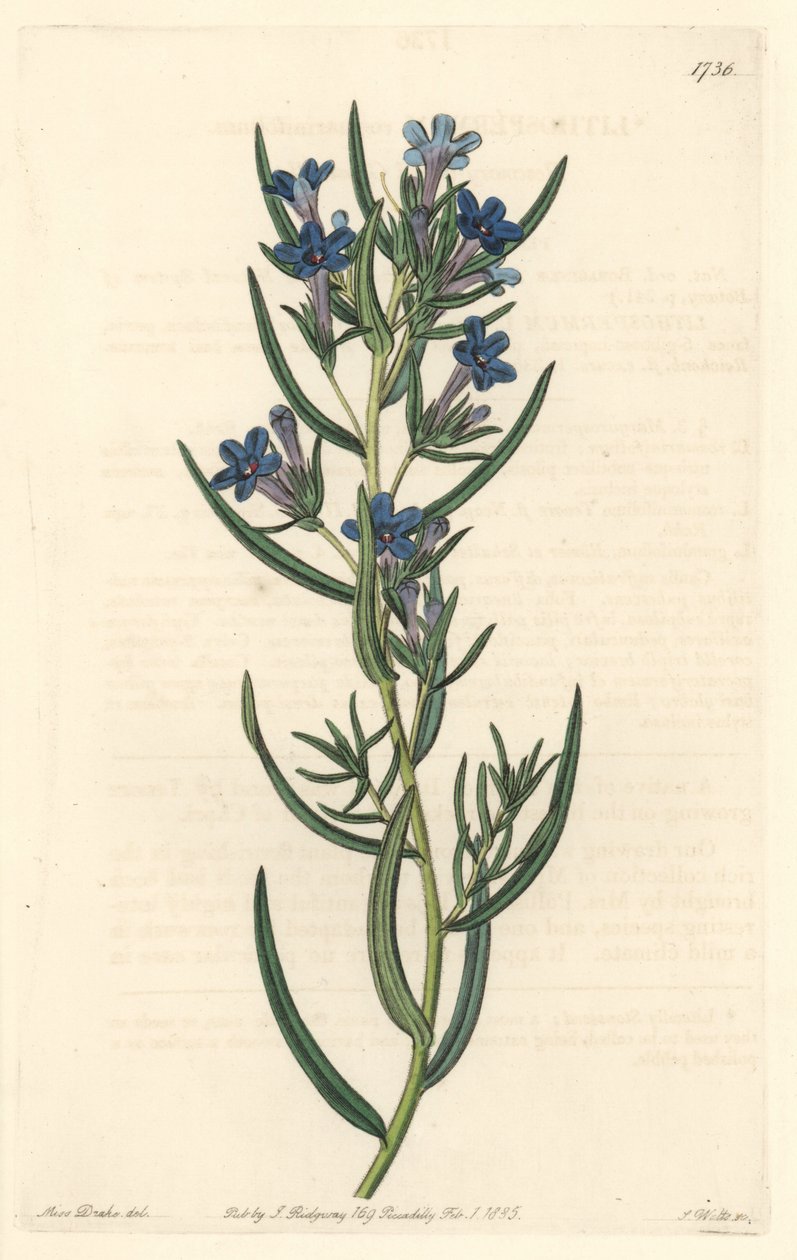 Gremil egy rozmaringlevél, Szicíliában őshonos – S. Watts Water forte Sarah Anne Drake (1803-1857) illusztrációjából, a Botanical Registerből alkotó: Sydenham Teast Edwards