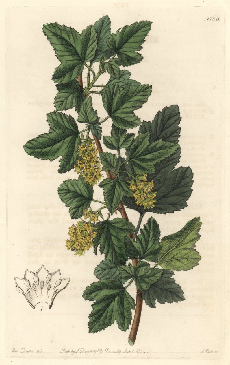 Groseillier, a szibériai Gadellier (Ribes diacanthum) néven ismert, Chilében született – S. Watts Water forte Sarah Anne Drake (1803-1857) illusztrációja alapján, a botanikai nyilvántartásból alkotó: Sydenham Teast Edwards