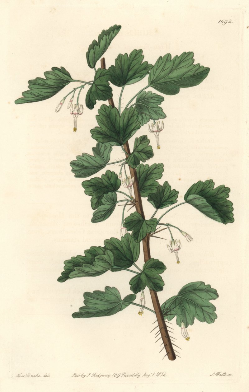 Groseillier, Észak-Amerikában őshonos - S. Watts vízerős, Sarah Anne Drake (1803-1857) illusztrációjáról, a Botanical Registerből. alkotó: Sydenham Teast Edwards