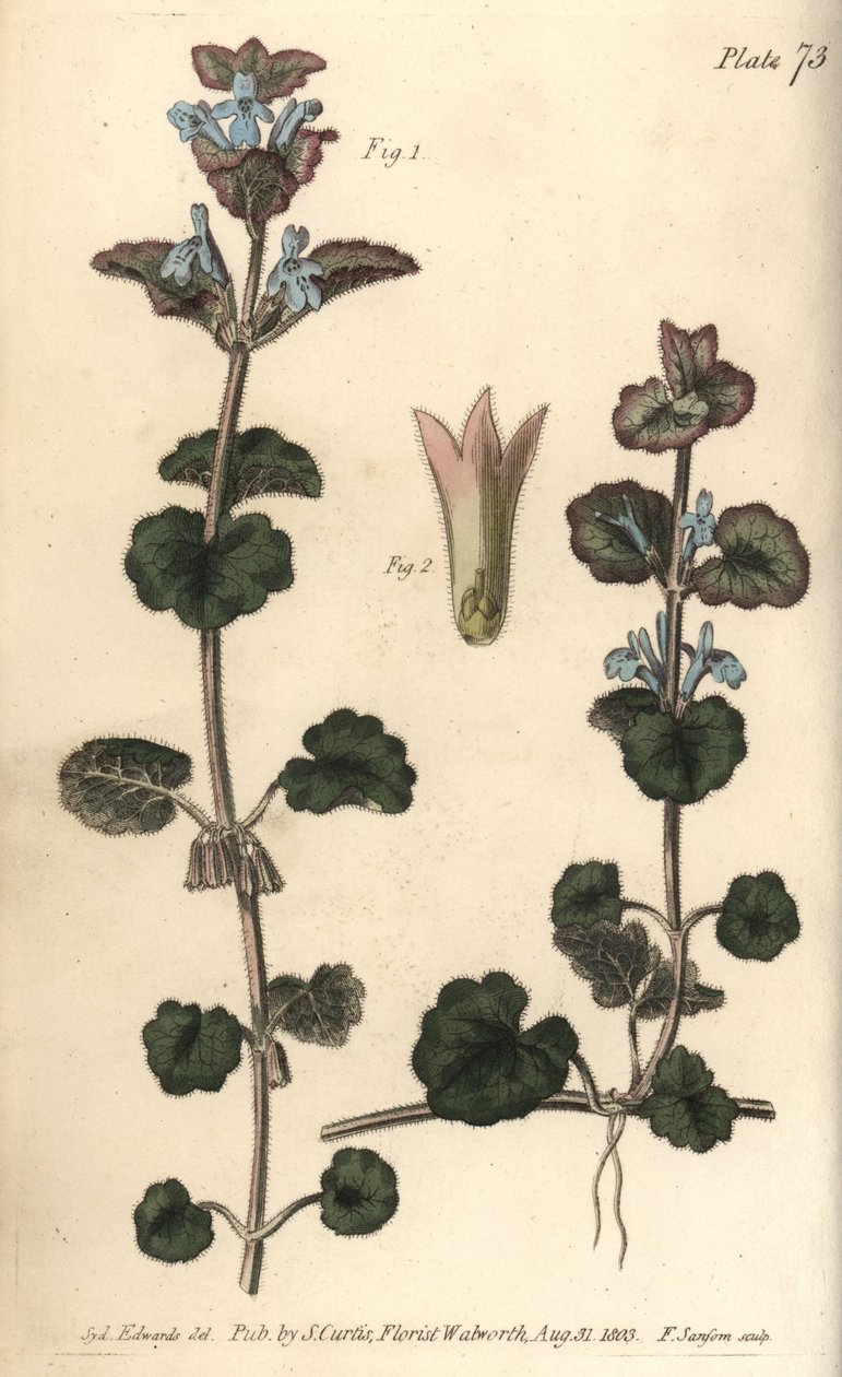 Földi borostyán, Glechoma hederacea, Gymnospermia. F. Sansom kézi színű rézmetszete Sydenham Edwards botanikai illusztrációjáról William Curtis Botanikai előadásaihoz, a lambethi botanikus kertben alkotó: Sydenham Teast Edwards