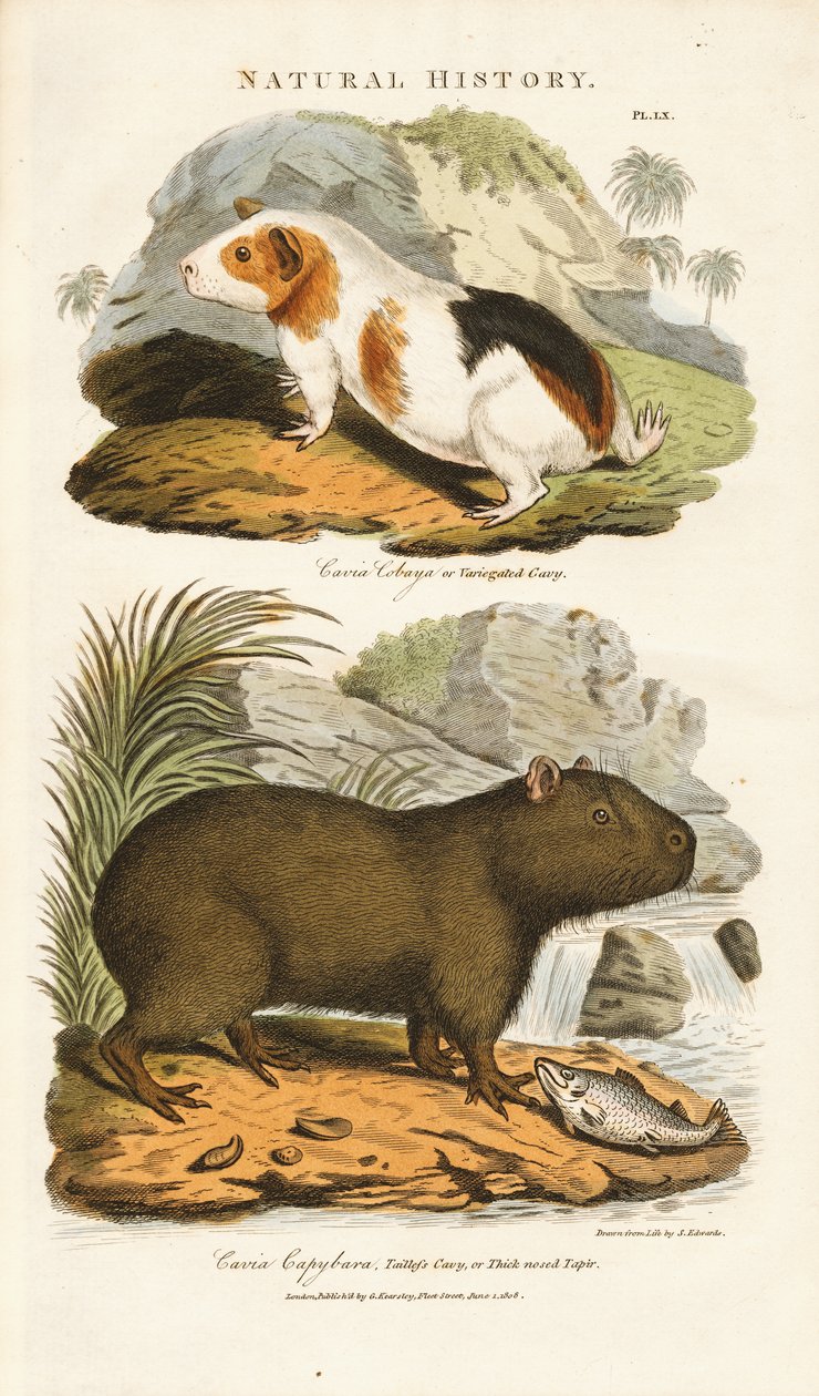 Tengerimalac és Capybara alkotó: Sydenham Teast Edwards