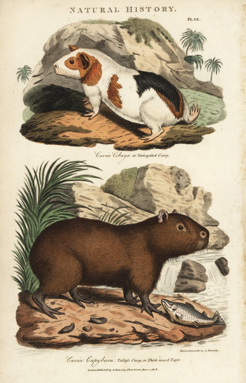 Tengerimalac és kapibara – tengerimalac, Cavia porcellus és capybara, Hydrochoerus hydrochaeris. Kézi színű rézmetszet Sydenham Edwards nyomán, John Mason Good Pantologia, a New Encyclopedia című művéből, G. Kearsley, London alkotó: Sydenham Teast Edwards