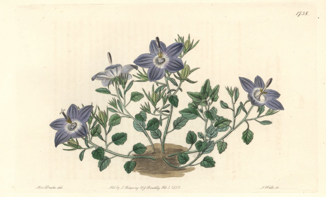 Olaszországban őshonos, szőrös levelű káposzta – Erős víz, S. Watts Sarah Anne Drake (1803-1857) illusztrációjáról, a botanikai nyilvántartásból alkotó: Sydenham Teast Edwards