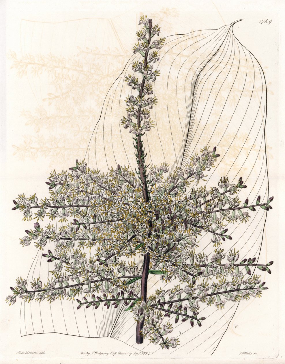 Hawaii spenót vagy indiai nád - S.Watts által metszett lemez, Sarah Anne Drake (1803-1857) illusztrációjáról, Sydenham Edwards (1768-1819), Anglia, Botanikai nyilvántartásából. alkotó: Sydenham Teast Edwards