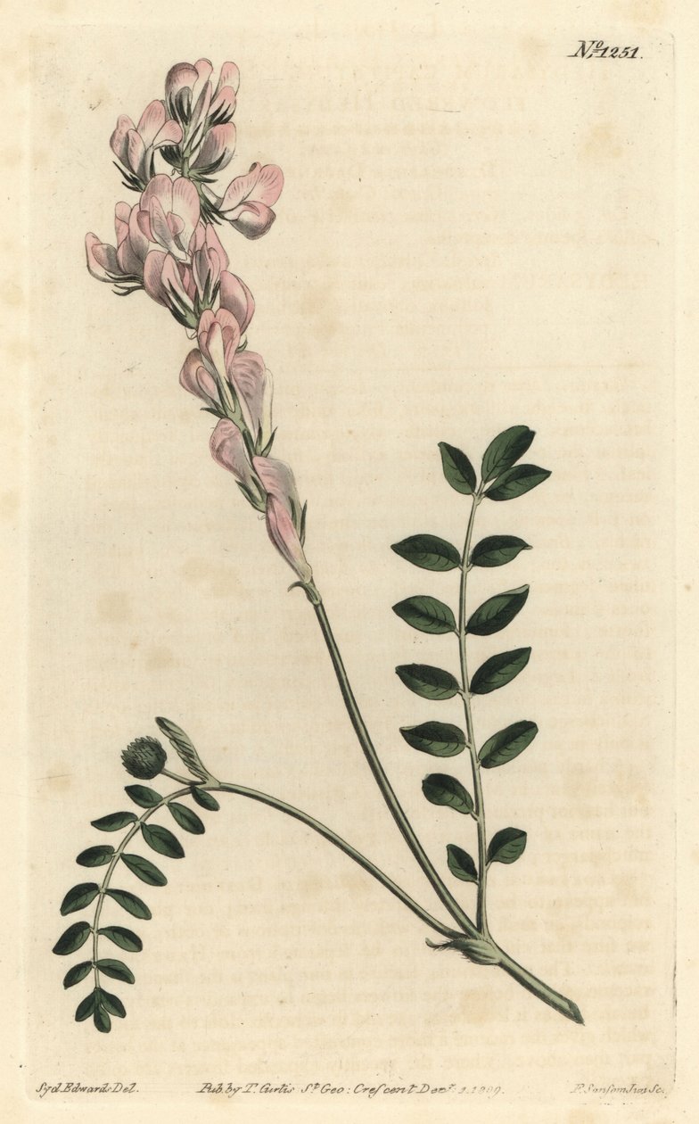 Hedysarum spinosissimum subsp. capitatum (jogosvirágú hedysarum, Hedysarum capitatum). F. Sansom Jr. kézi színű rézmetszete Sydenham Edwards illusztrációja után a William Curtis Botanical Magazine-ból, T. Curtis, London alkotó: Sydenham Teast Edwards
