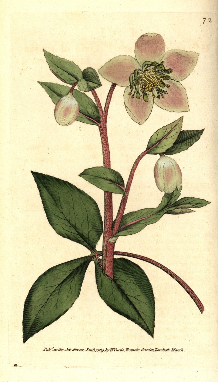 Hellebore (ellebore) livid vagy fekete - Livid vagy lila hunyor, Helleborus lividus. Kézzel színezett rézmetszet James Sowerby botanikai illusztrációja nyomán William Curtis The Botanical Magazine-jából, Lambeth Marsh, London alkotó: Sydenham Teast Edwards