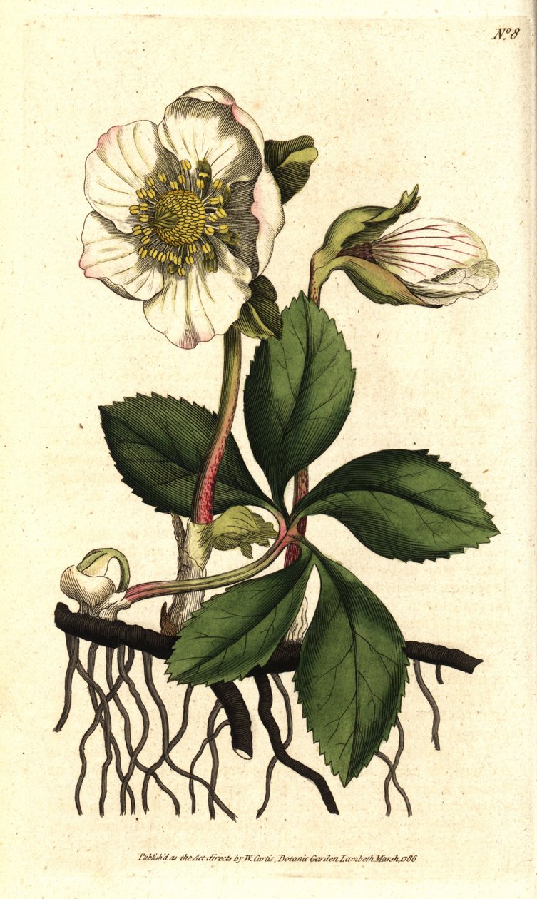 Hellebore (ellebore) noir ou rose de Noel - karácsonyi rózsa vagy fekete hunyor, Helleborus niger. Kézzel színezett rézmetszet Sydenham Edwards botanikai illusztrációja nyomán William Curtis The Botanical Magazine-jából, Lambeth Marsh, London alkotó: Sydenham Teast Edwards
