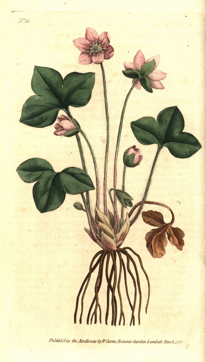 Máj-, nemes- vagy háromkaréjos májkökörcsin - Hepatica vagy nemes májfű, Anemone hepatica. Kézzel színezett rézmetszet Sydenham Edwards botanikai illusztrációja nyomán William Curtis The Botanical Magazine-jából, Lambeth Marsh, London alkotó: Sydenham Teast Edwards