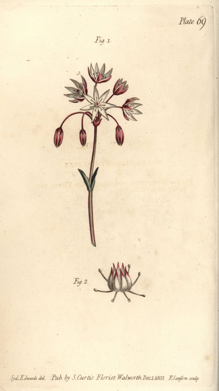 Hermafrodita virág hét bibével, Heptagynia, Septas capensis. F. Sansom kézi színű rézmetszete Sydenham Edwards botanikai illusztrációjáról William Curtis Botanikai előadásaihoz, a lambethi botanikus kertben alkotó: Sydenham Teast Edwards