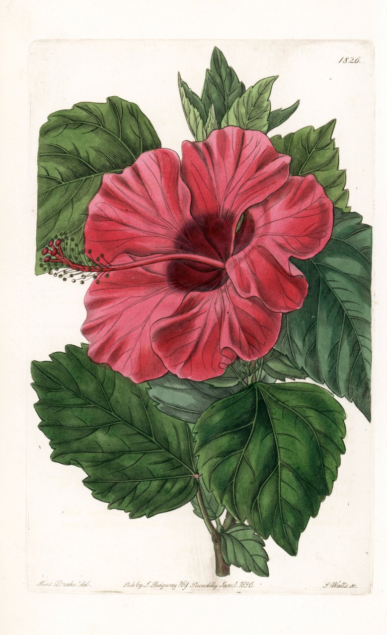 Hibiszkusz rózsa Kínából – S. Watts gravírozása Sarah Anne Drake (1803-1857) illusztrációja alapján, a Sydenham Edwards (1768-1819) botanikai nyilvántartásából, Angliából alkotó: Sydenham Teast Edwards