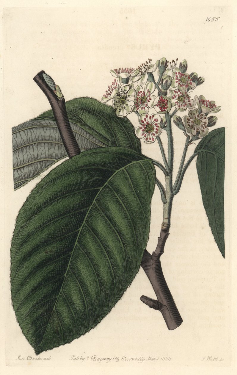 Himalájai hegyi kőris – S. Watts Erős víz Sarah Anne Drake (1803-1857) illusztrációjából, a botanikai nyilvántartásból alkotó: Sydenham Teast Edwards