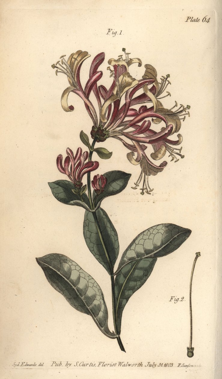 Lonc, Lonicera caprifolium, Monogynia. F. Sansom kézi színű rézmetszete Sydenham Edwards botanikai illusztrációjáról William Curtis Botanikai előadásaihoz, a lambethi botanikus kertben alkotó: Sydenham Teast Edwards