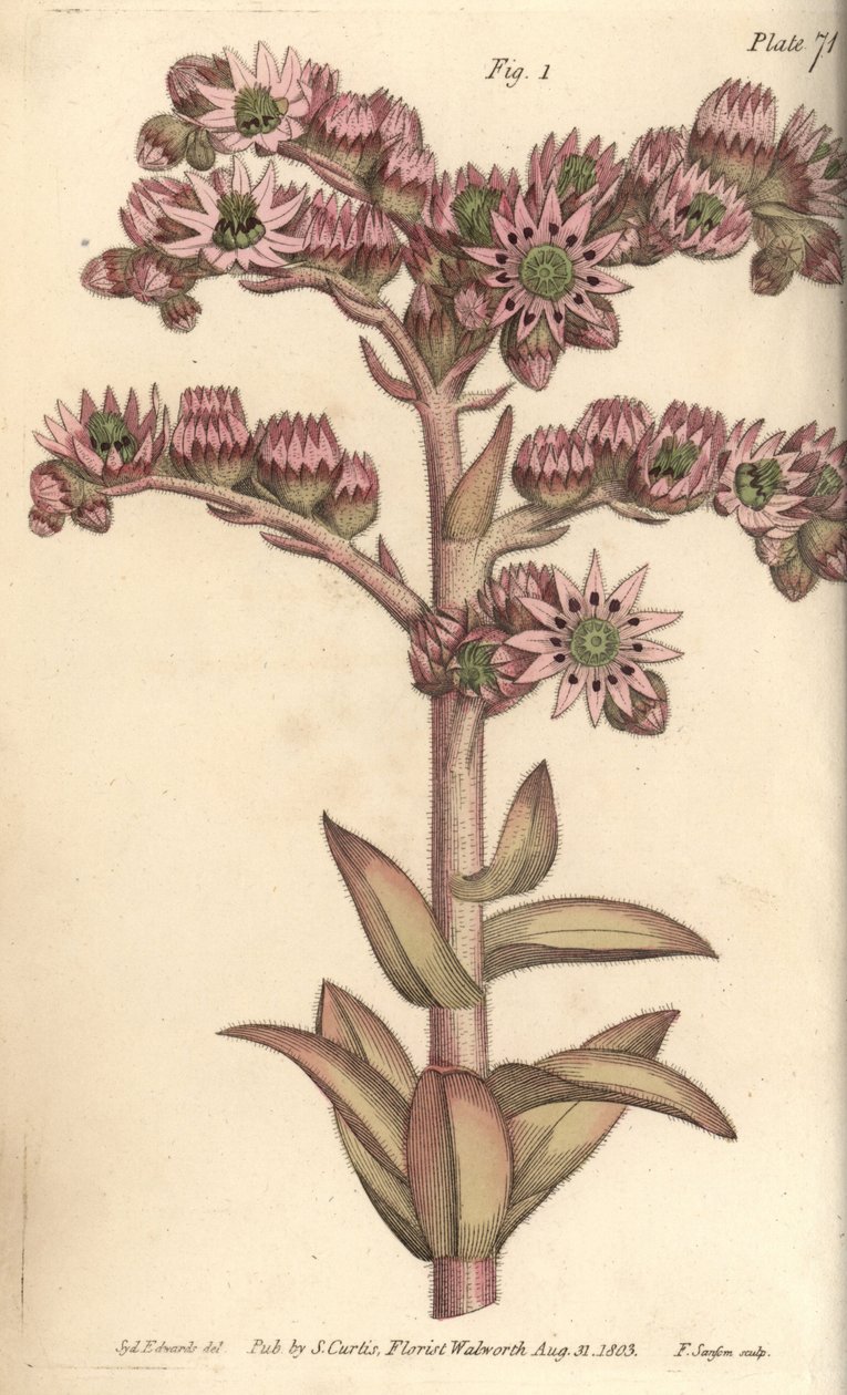 Házi póréhagyma, Sempervivum tectorum, Dodecagynia, hermafrodita virág 12 bibével. F. Sansom kézi színű rézmetszete Sydenham Edwards botanikai illusztrációjáról William Curtis Botanikai előadásaihoz, a Botanikus Kertben alkotó: Sydenham Teast Edwards