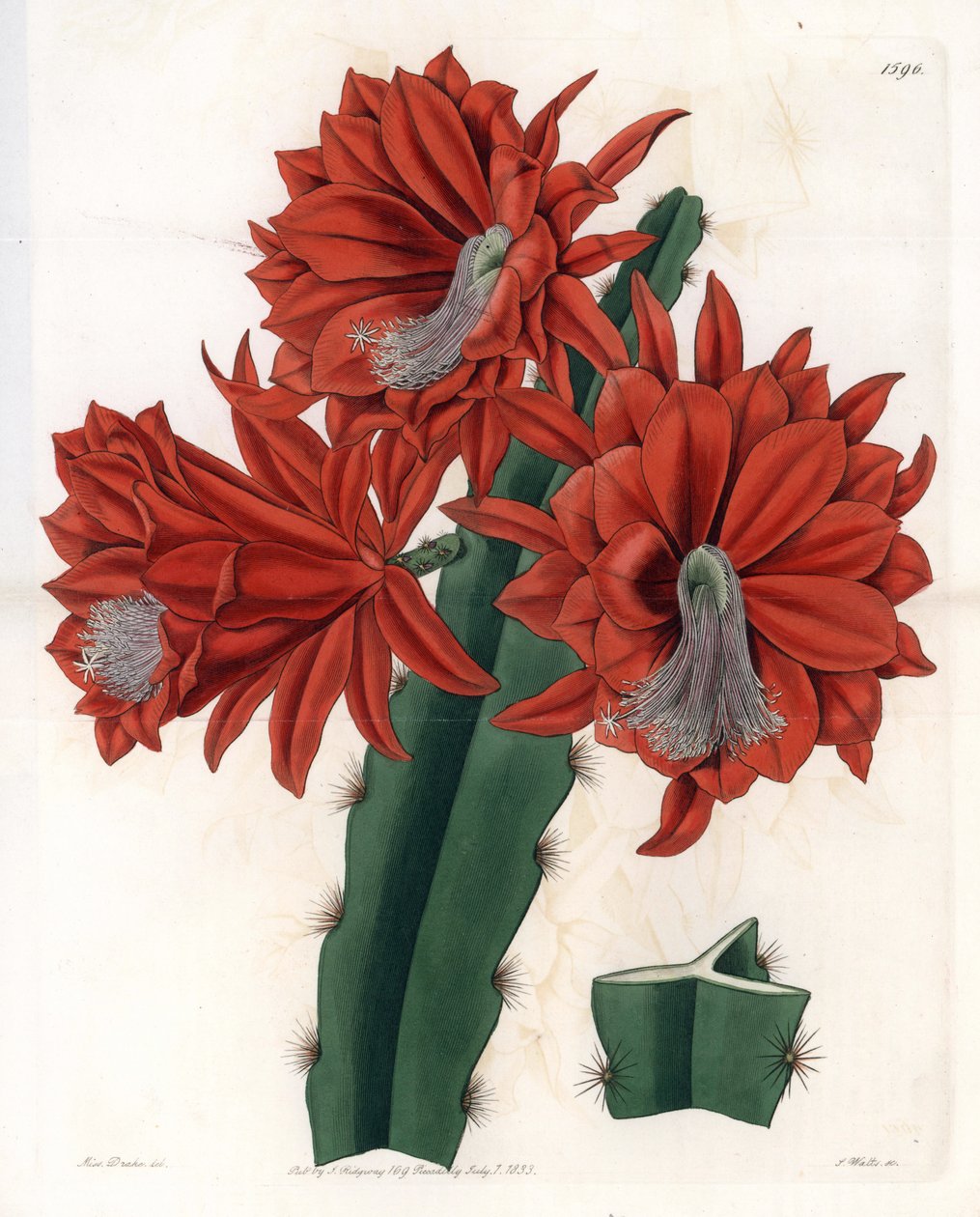 Hibrid Disocactus (cactus orchidee) – S.Watts által gravírozott lemez, Sarah Anne Drake (1803-1857) illusztrációjáról, a Sydenham Edwards (1768-1819) botanikai nyilvántartásából, Angliából alkotó: Sydenham Teast Edwards