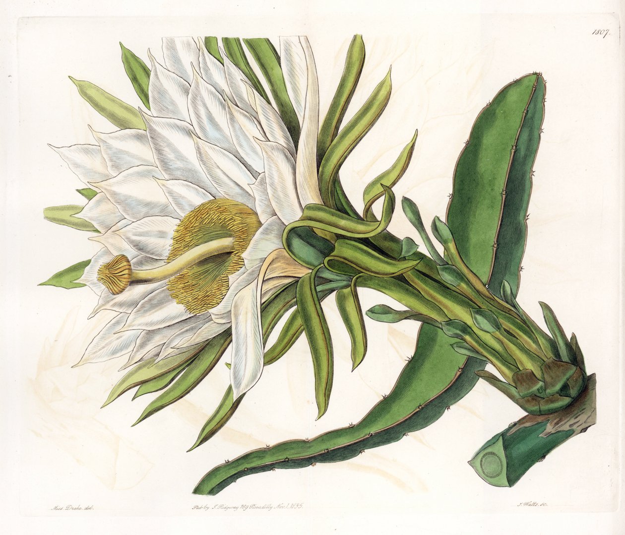 Hylocereus virág, epifita kaktusz változata – S. Watts által gravírozott tábla Sarah Anne Drake (1803-1857) illusztrációjáról, a Sydenham Edwards (1768-1819) botanikai nyilvántartásából, Angliából alkotó: Sydenham Teast Edwards