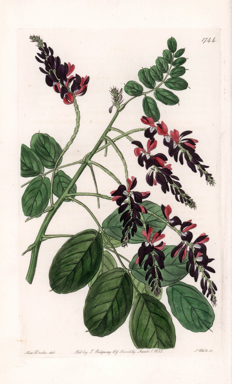 Indigofera Variete – S.Watts által gravírozott tábla Sarah Anne Drake (1803-1857) illusztrációjáról, a Sydenham Edwards (1768-1819) botanikai nyilvántartásából, Angliából alkotó: Sydenham Teast Edwards