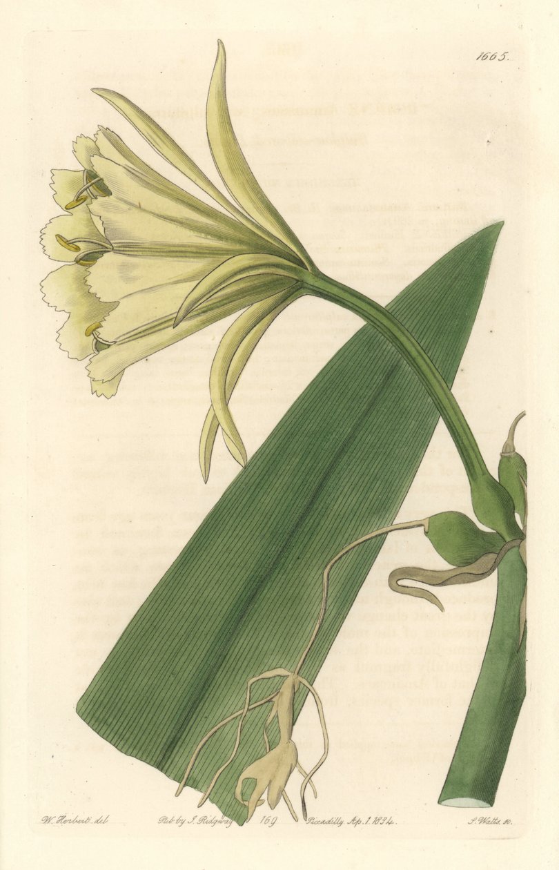 Ismene, nárcisz vagy perui nárcisz – Erős víz, S. Watts Sarah Anne Drake (1803-1857) illusztrációjából, a botanikai nyilvántartásból alkotó: Sydenham Teast Edwards