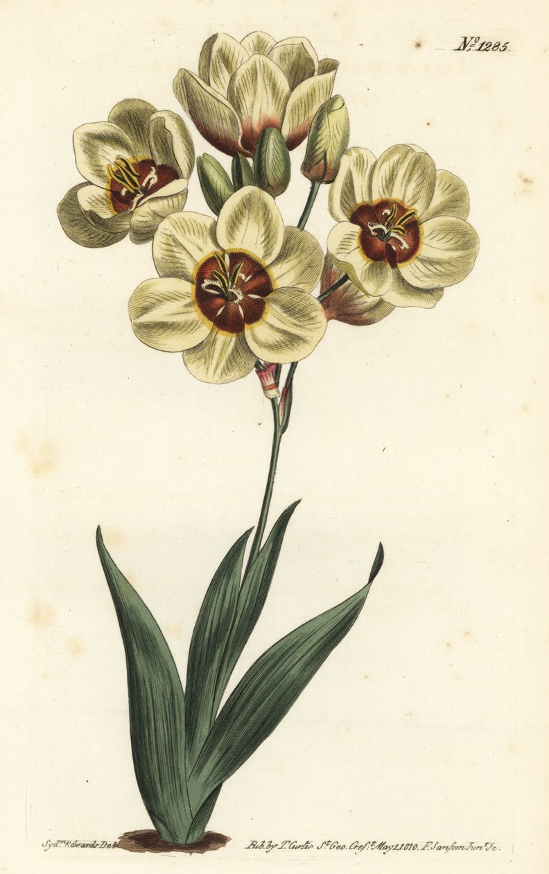 Ixia abbreviata (Krémszínű foltos ixia, Ixia maculata v. ochroleuca). F. Sansom Jr. kézi színű rézmetszete Sydenham Edwards illusztrációja után a William Curtis Botanical Magazine-ból, T. Curtis, London alkotó: Sydenham Teast Edwards