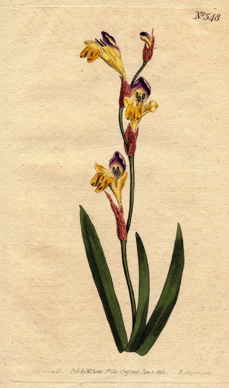 Az Ixia sárga lila és barna színű ringente corolla. Gyűrűs ixia sárga, lila és barna virágokkal. Ixia bicolor. Kézzel festett rézmetszet Sydenham Edwards botanikai illusztrációjáról, William Curtis „” Botanical Magazine”-ból” alkotó: Sydenham Teast Edwards