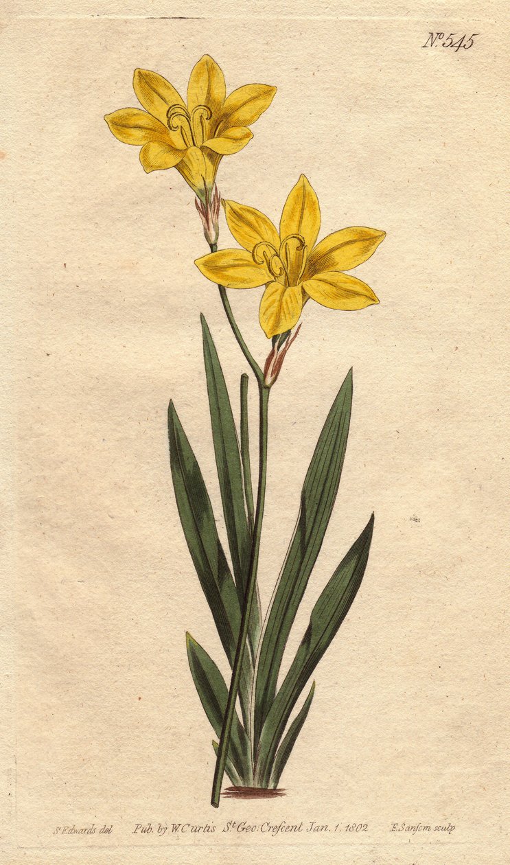 Ixia kénes színű, élénk citromsárga virágokkal. Kénszínű ixia élénk citromsárga virágokkal. Ixia bulbifera. Kézzel festett rézmetszet Sydenham Edwards botanikai illusztrációjáról William Curtis „” Botanical Magazine”-ból” 17 alkotó: Sydenham Teast Edwards