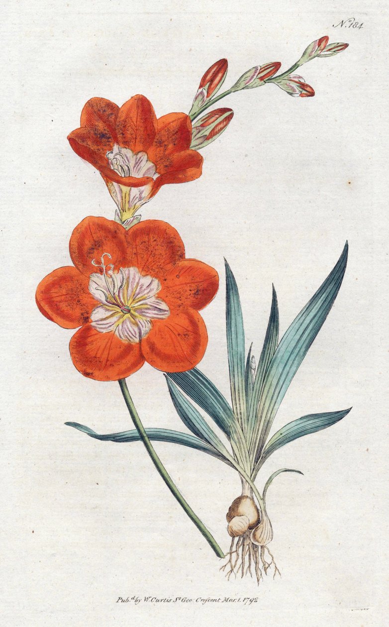 Ixie narancs – Sydenham Edwards litográfiája (1768-1819), lemez William Curtis Botanical Magazine-jából (1746-1799) alkotó: Sydenham Teast Edwards