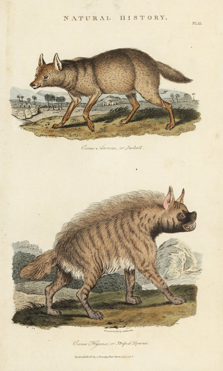 Sakál dore és hiéna - Aranysakál, Canis aureus és csíkos hiéna, Hyaena hyaena. Kézi színű rézmetszet Sydenham Edwards nyomán, John Mason Good Pantologia, a New Encyclopedia című művéből, G. Kearsley, London alkotó: Sydenham Teast Edwards