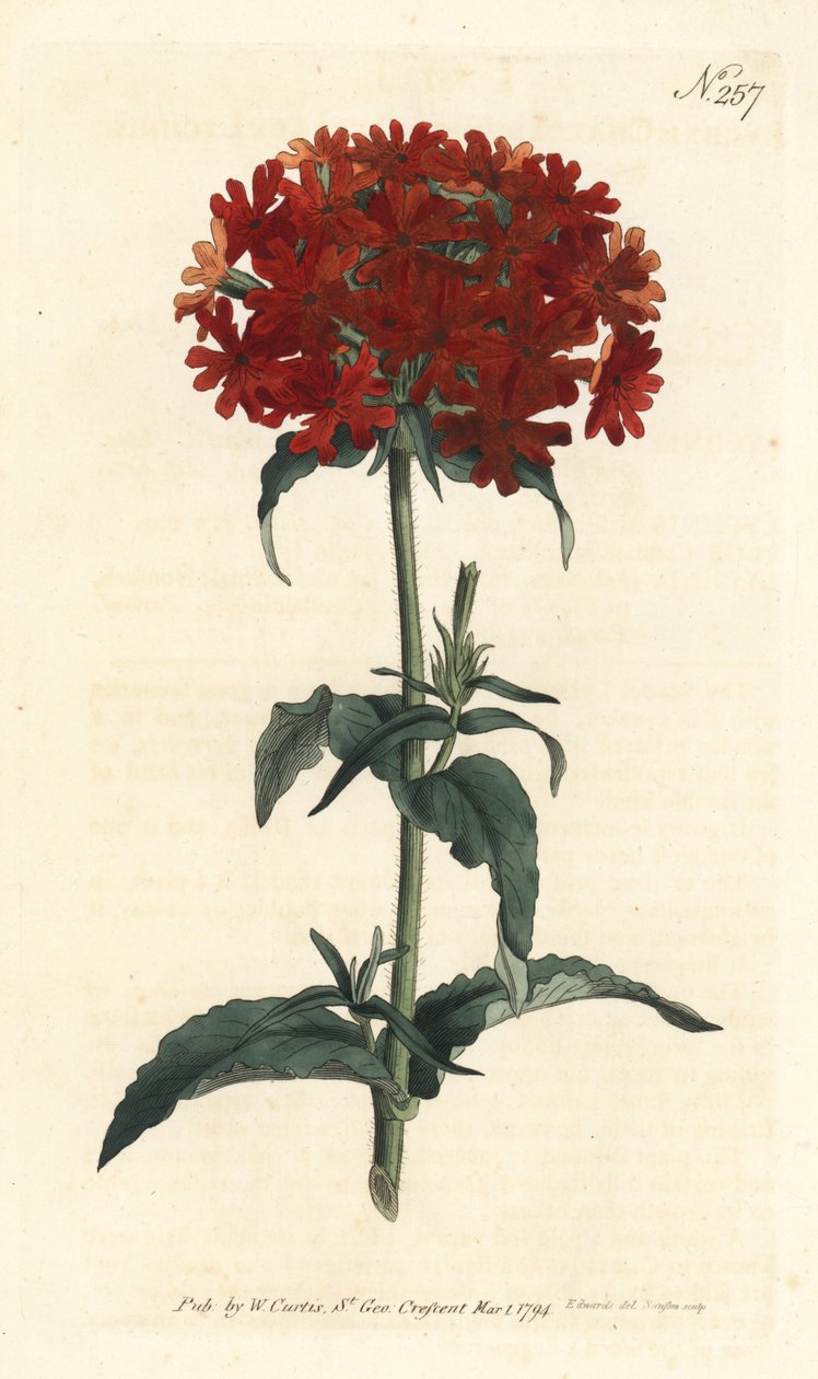 Jeruzsálemi kereszt – Égő szerelem, Silene chalcedonica (Scarlet lychnis, Lychnis chalcedonica). Sansom kézzel színezett rézmetszet Sydenham Edwards illusztrációja nyomán William Curtis Botanical Magazine Londonból alkotó: Sydenham Teast Edwards